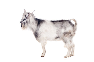 Portrait Of Goat Isolated On White Background