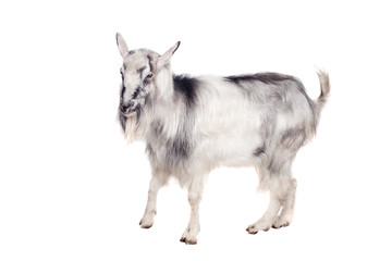 Portrait Of Goat Isolated On White Background