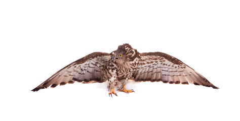 European Honey Buzzard (Pernis apivorus) isolated on white