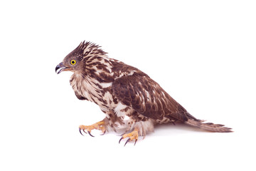European Honey Buzzard (Pernis apivorus) isolated on white