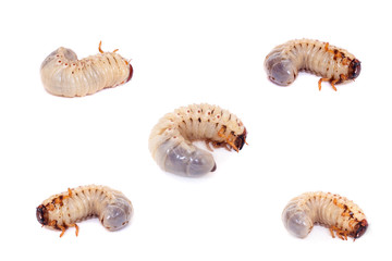 Larva of the European rhinoceros beetle on the white background