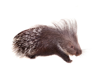 Indian crested Porcupine (Hystrix indica) isolated on white