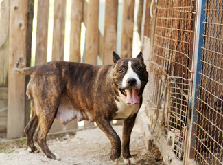 American staffordshire terrier