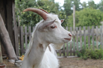 Obraz premium Small goat