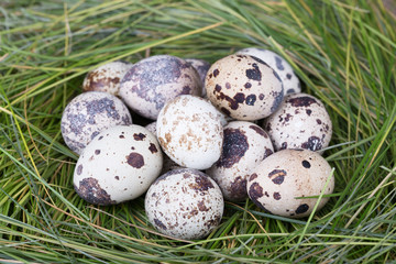 Obraz premium Dappled quail eggs in green-yellow grass nest
