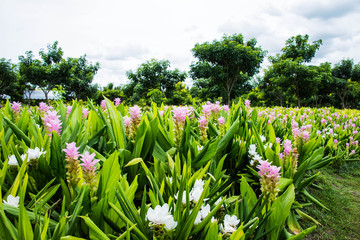 Fototapeta premium Garden