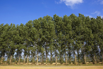 poplar tree background