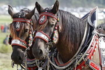 Amerikanische Percheron © Antje Lindert-Rottke