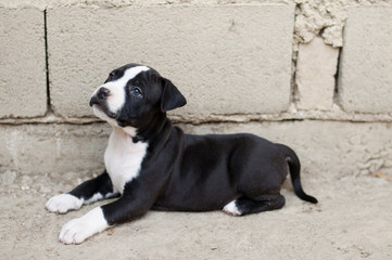 American staffordshire terrier puppy