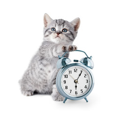 Fototapeta premium adorable kitten with alarm clock