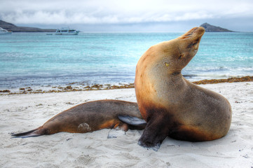 Seelöwen auf den Galapagos Inseln