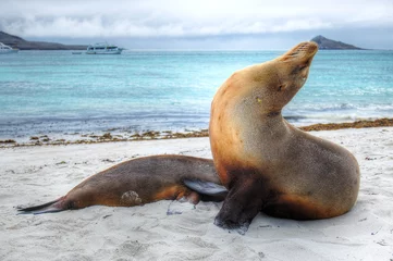 Foto op Canvas Seelöwen auf den Galapagos Inseln © Stockgalp