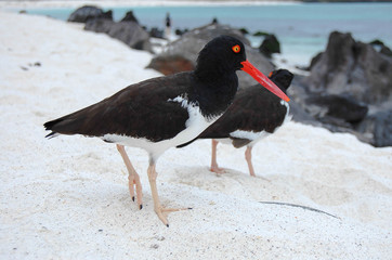 American Oystercatcheri- Haematopus palliatus - Galapagos