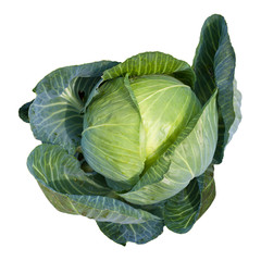 Weißkohl, freigestellt