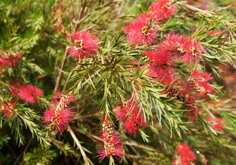 Callistemon, of bottlebrush bush