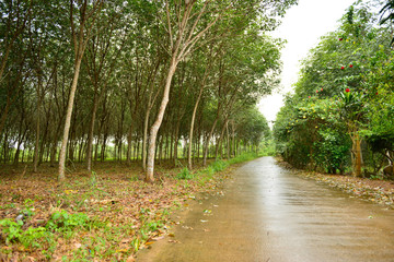 Fototapeta premium rubber tree or hevea brasiliensis plant field
