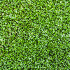 Obraz premium Hyacinth leaves.