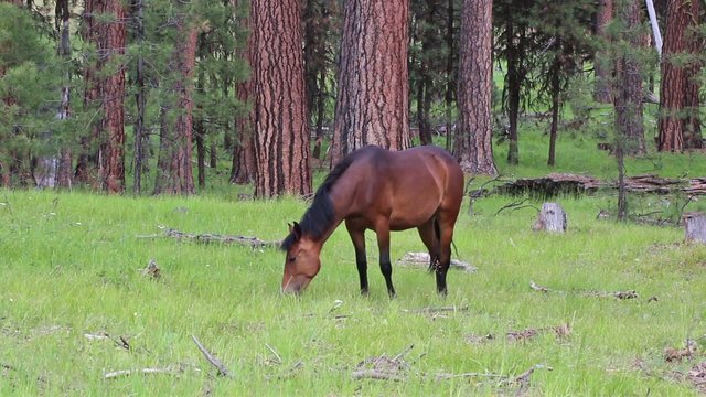 Single young bay wild horse foraging in forest