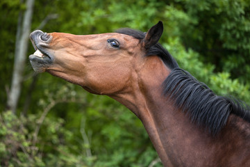 Funny horse showing its teeth