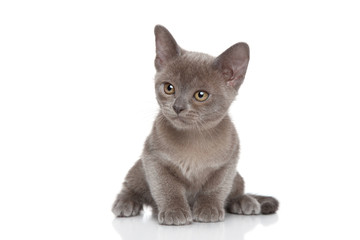 Kitten posing on white background