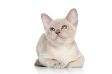 Burmese kitten portrait