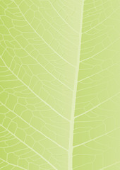 green leaf background