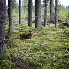 Dachshund dog in the coniferous forest