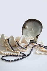 Naklejka premium Shells and pearls