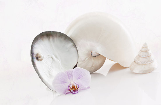 NautilusShells and orchid,