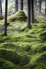Mossy pine forest