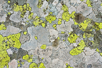 lichens as background