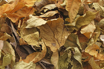 Herbstlaub