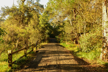 Morning light in forest.
