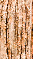 Pattern of wood.