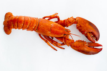 Lobster