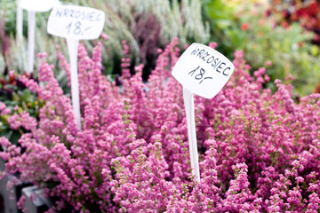 Baskets of bright colors of heather on a sunny day