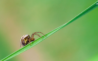 spider