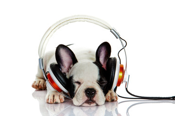 french bulldog with headphone isolated on white background