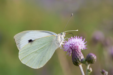 Pieris