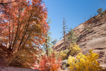 Zion Autumn Colors