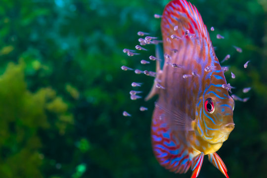 Discus fish with baby fish swimming in aquarium