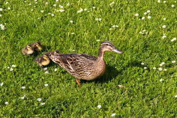 duck with ducklings.walk in city