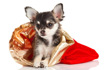 chihuahua isolated on white background