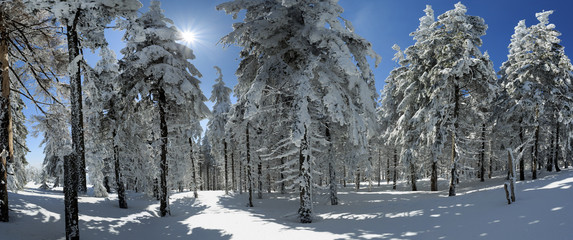 Plakaty  Zimowe drzewa w Beskidach, Polska