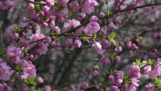 Prunus triloba var. truncata Kom. in spring, South Korea