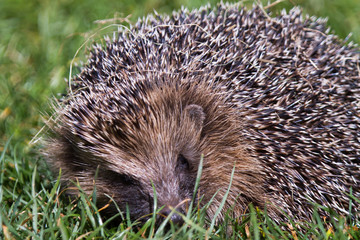 Hedgehog close up