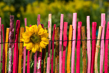 Fototapeta premium Sonnenblume am Gartenzaun