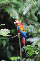 Naklejka premium Scarlet Macaw (Ara macao) in Ecuador