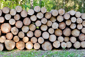 Pile of wood logs ready for winter