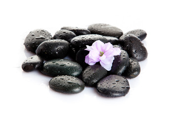 Fototapeta na wymiar Spa stones with drops and flowers isolated on white